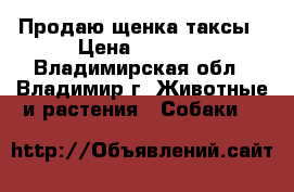 Продаю щенка таксы › Цена ­ 2 500 - Владимирская обл., Владимир г. Животные и растения » Собаки   